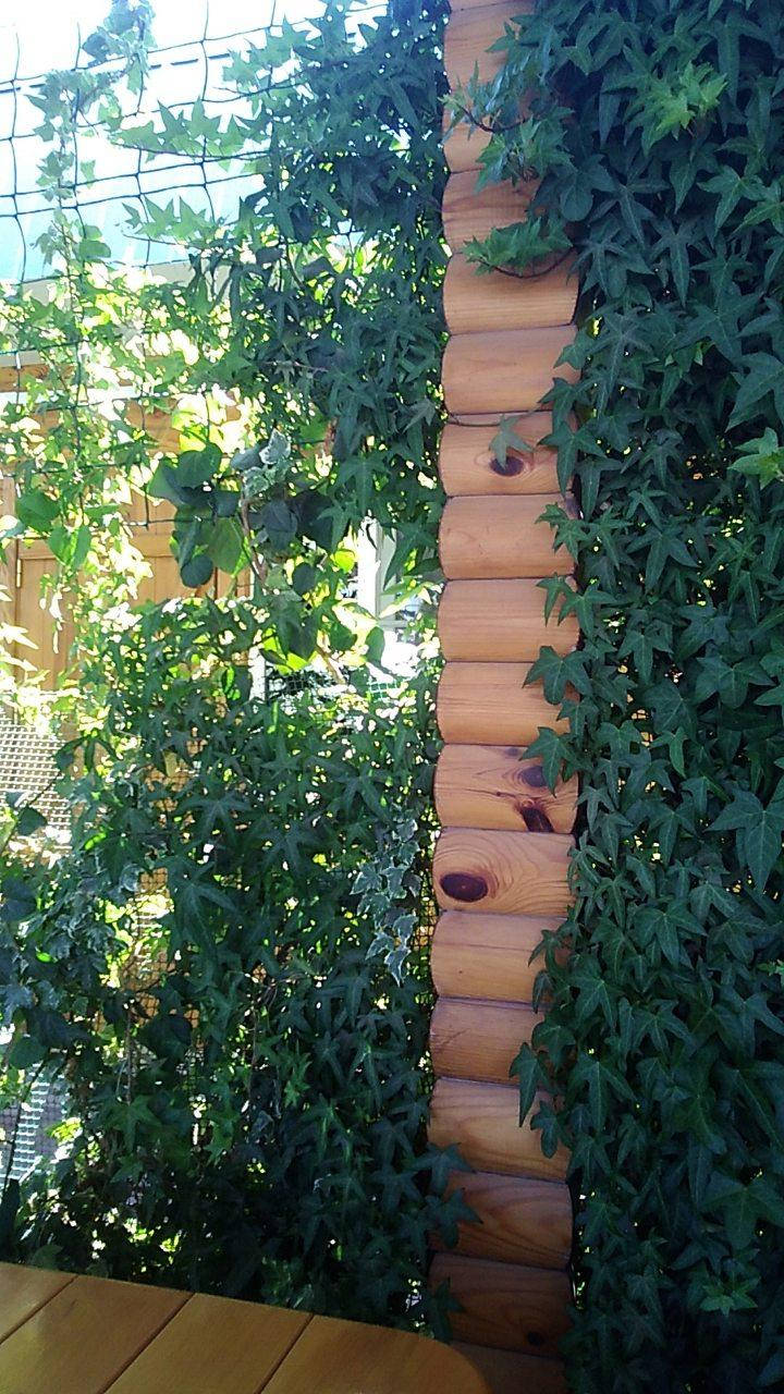 

Плющ остролистный, узколистный Sagittaefolia декоративный уличный (контейнер)