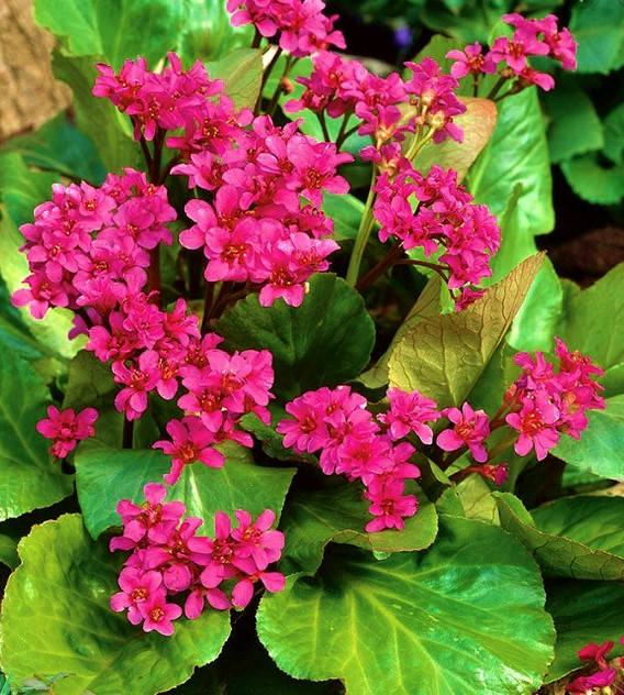 

Бадан гибридный Абенглют ( саженцы р9)