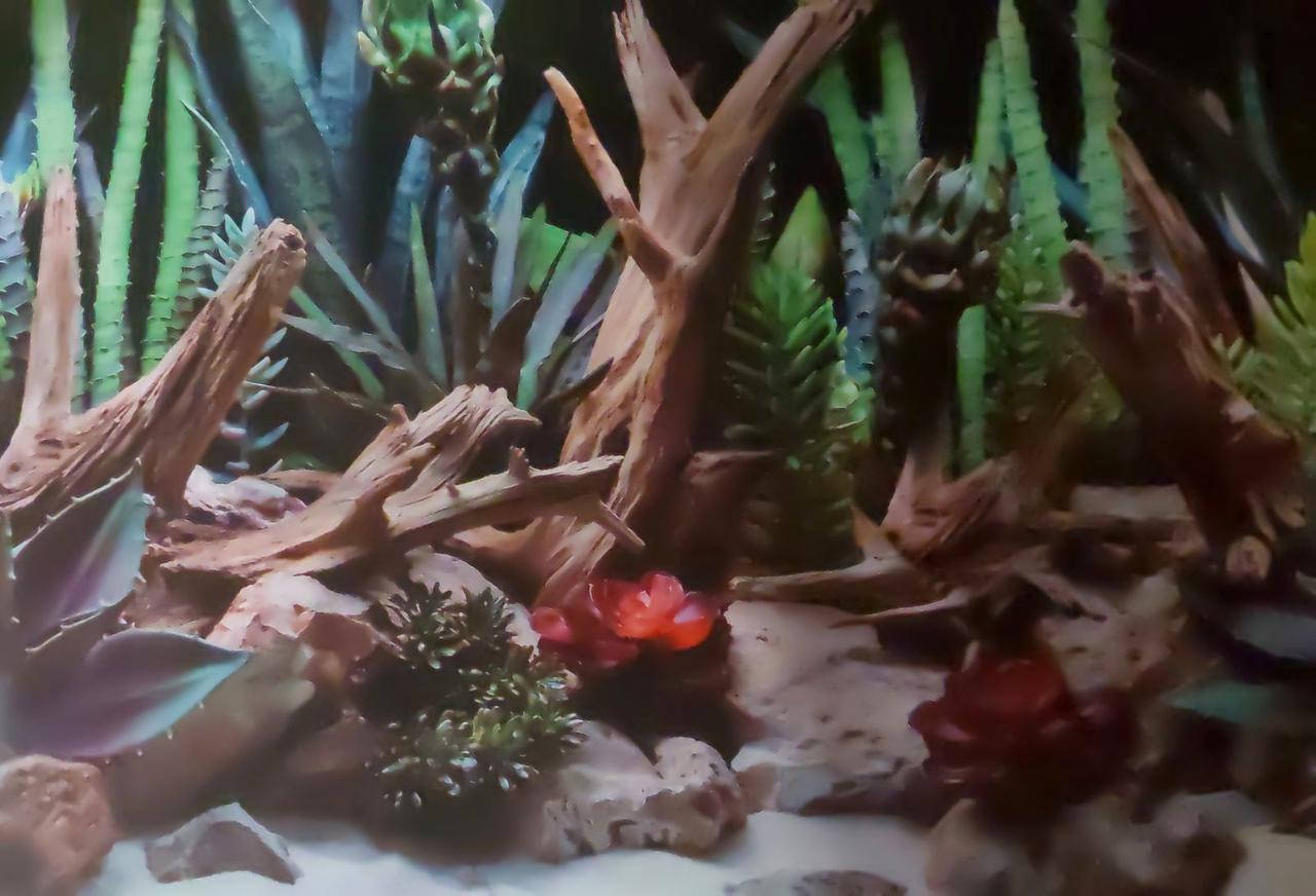 

Двусторонний фон для террариума, аквариума, 60 см высота