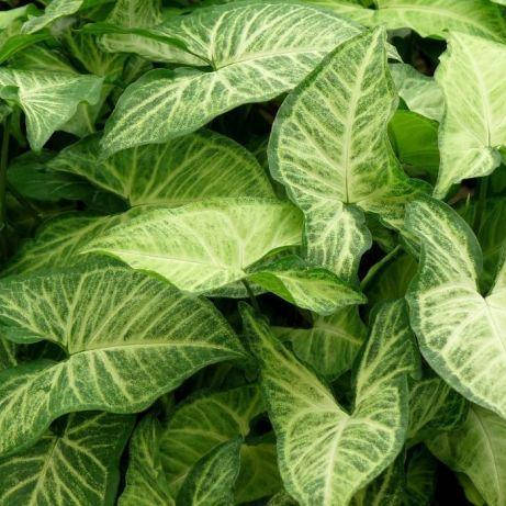 

Сингониум Вайт баттерфляй, Syngonium White Butterfly, Светло-зеленый