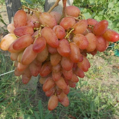 

Саженцы винограда сорт Диксон