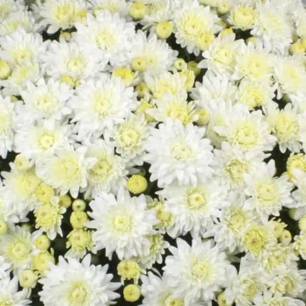 

Хризантема дрібноквіткова горшкова Alaska White