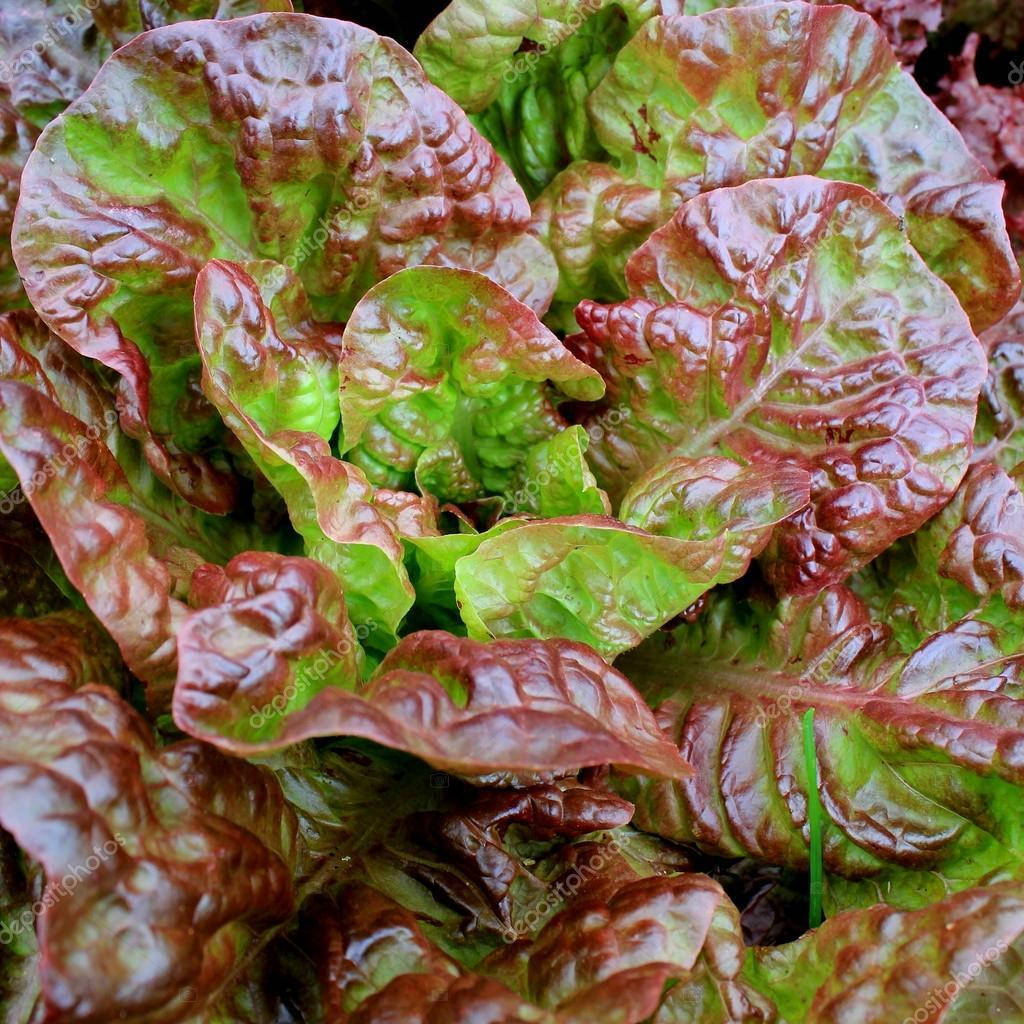 

Семена листового салата Кватро Стагиони