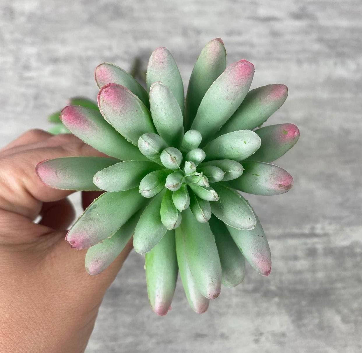 

Суккулент 408 - Зелено-голубой, 13 см