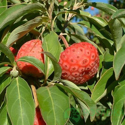 

Кудрания клубничное дерево Burgundia
