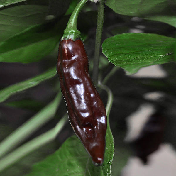 

Семена перца Фаталии (Fatalii) коричневый (brown)