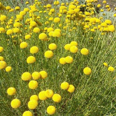 

Сантолина Rosmarinifolia (саженцы)