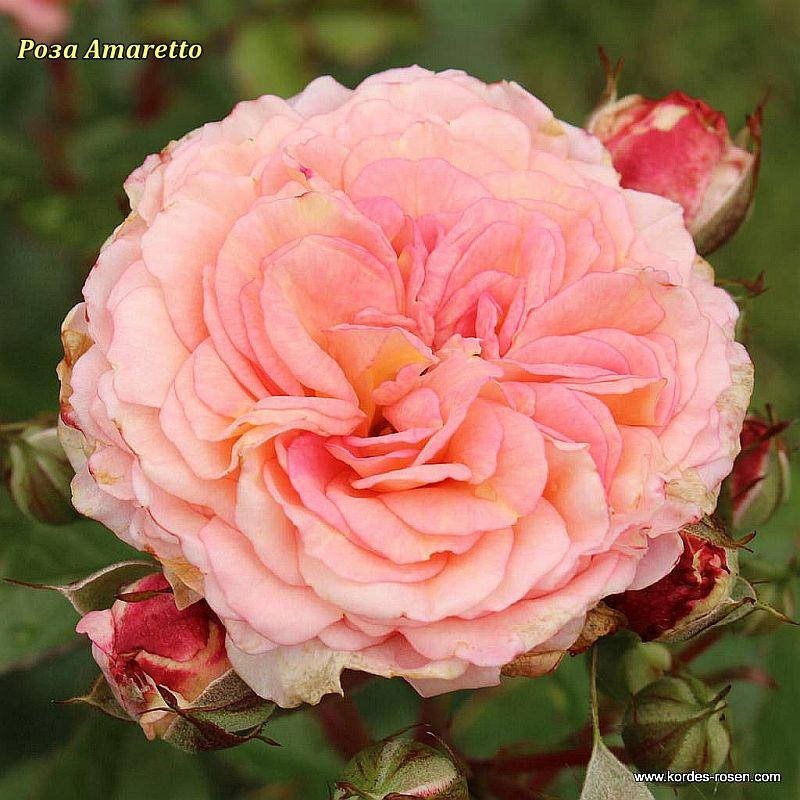 

Роза плетистая Amaretto (Амаретто)