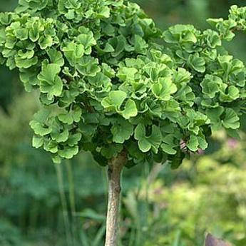 

Гінкго Білоба