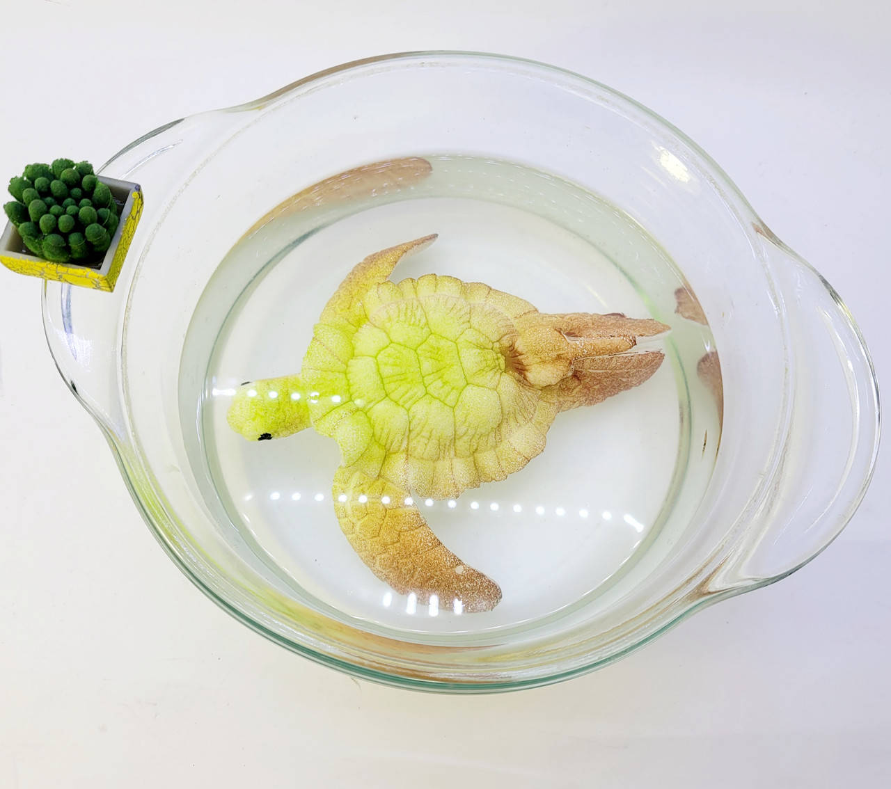 

Растущие морские животные