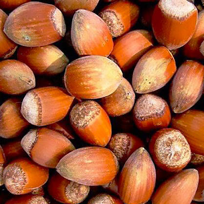 

Саженцы Фундука Косфорд - ранний, сладкий, тонкокорый