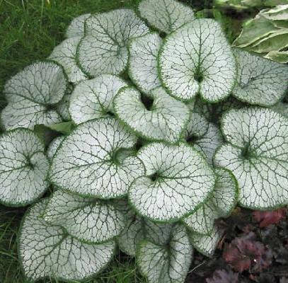 

Бруннера крупнолистная «Jack Frost», контейнер 0,5 л