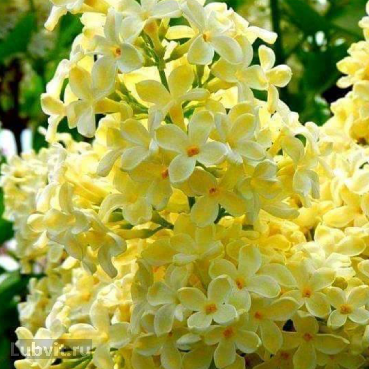 

Бузок звичайний Прімроуз/Syringa v. 'Primrose' С3 / Н 20-30