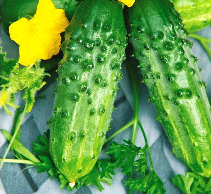 

Семена огурцов пчелоопыляемых Родничок F1 (Инк.)