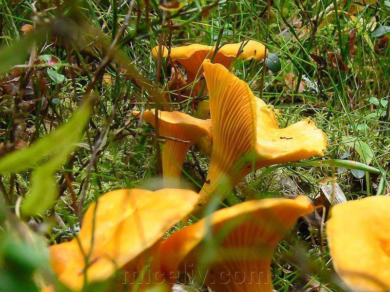 

Мицелий Лисички обыкновенной (жёлтой), 150г.