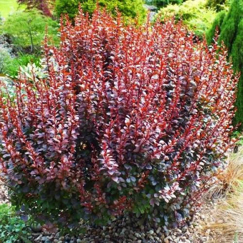 

Барбарис Тунберга Дартс ред леди, Berberis thunbergii Darts Red Lady