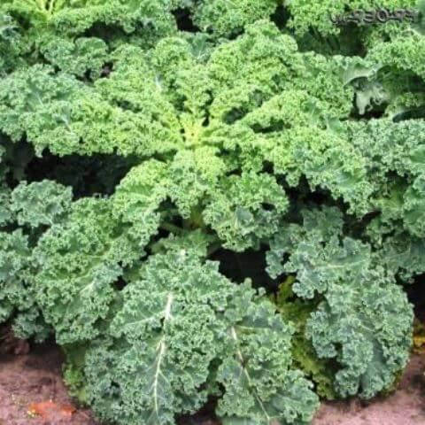 

Насіння капусти листової Грюнкольн 100 шт.