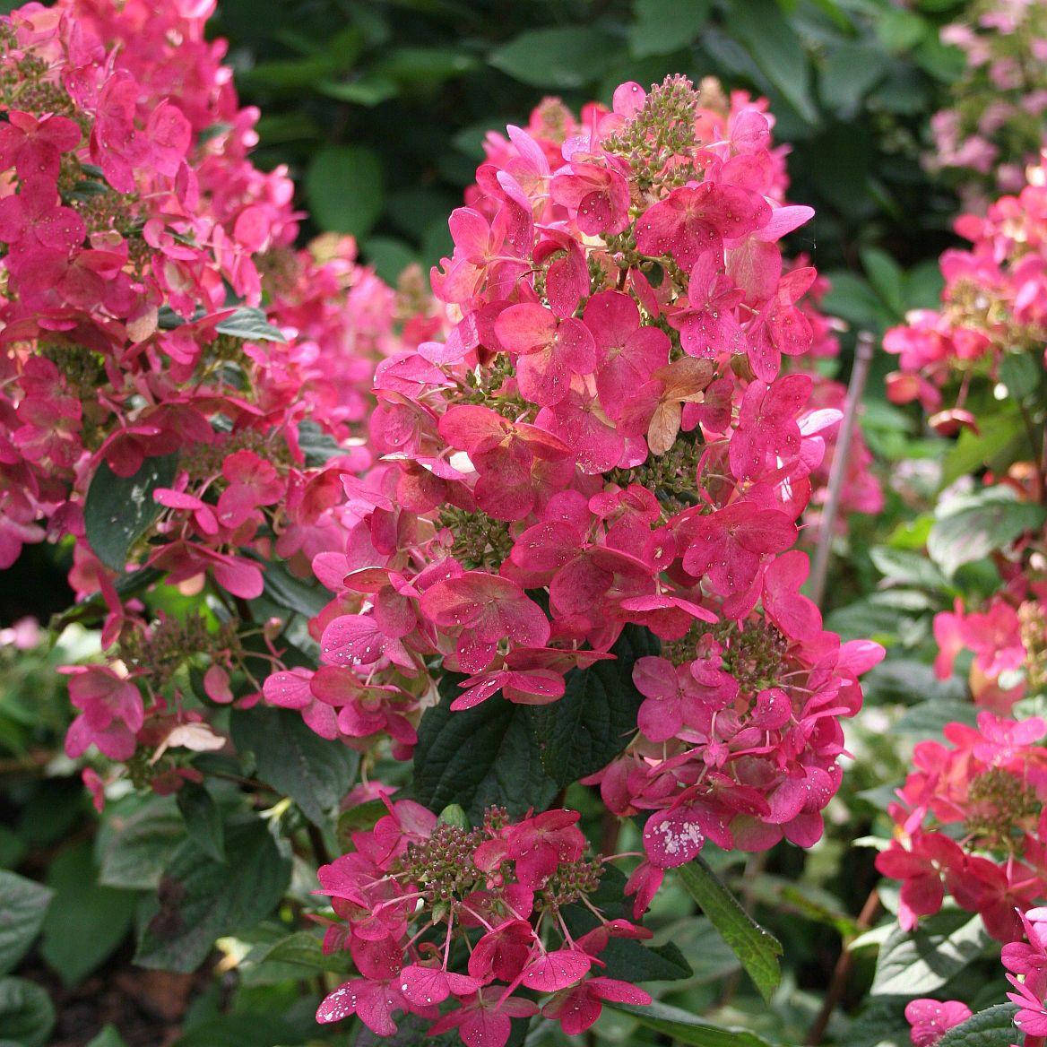 

Гортензия метельчатая Меджикал флейм, Hydrangea paniculata Magical Flame Bokratorch