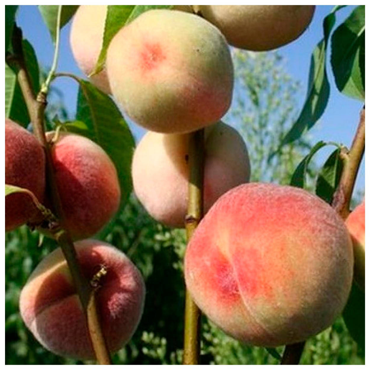 

Персик Донецкий Белый (средний)