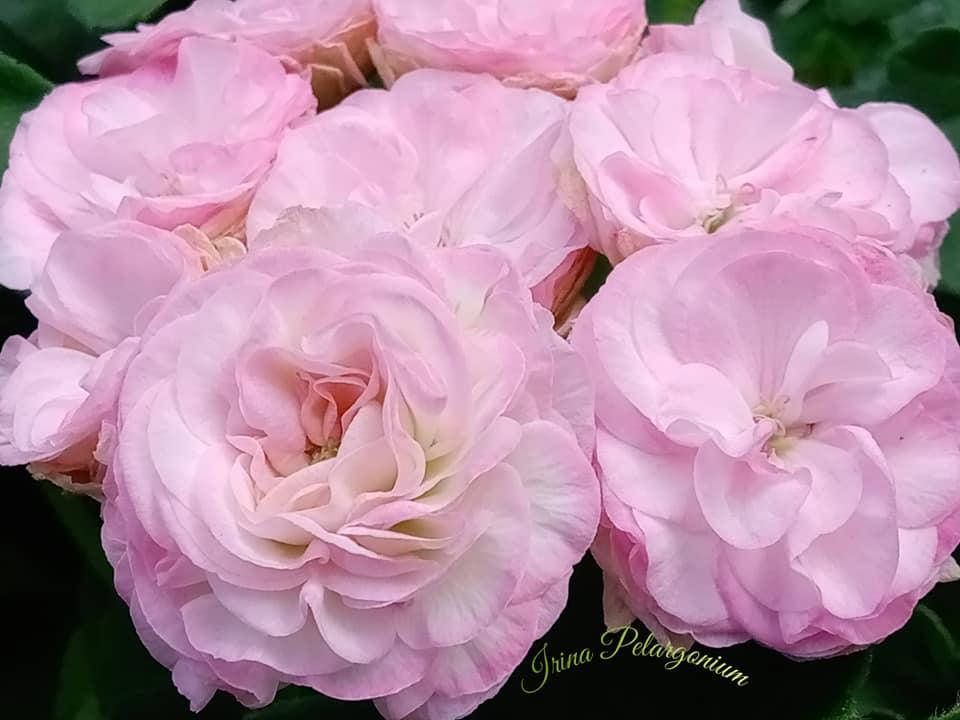 

(52) ШИК Мисс Вселенная