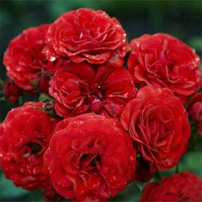 

Андалусия (Аndalucia)