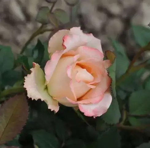 

Роза чайно-гибридная "ДУЭТ" ('Duett')