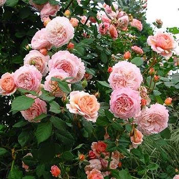 

Роза Остина Э Шропшир Лэд (A Shropshire Lad (Ausled).) Необычный сорт Роз Д.Остина
