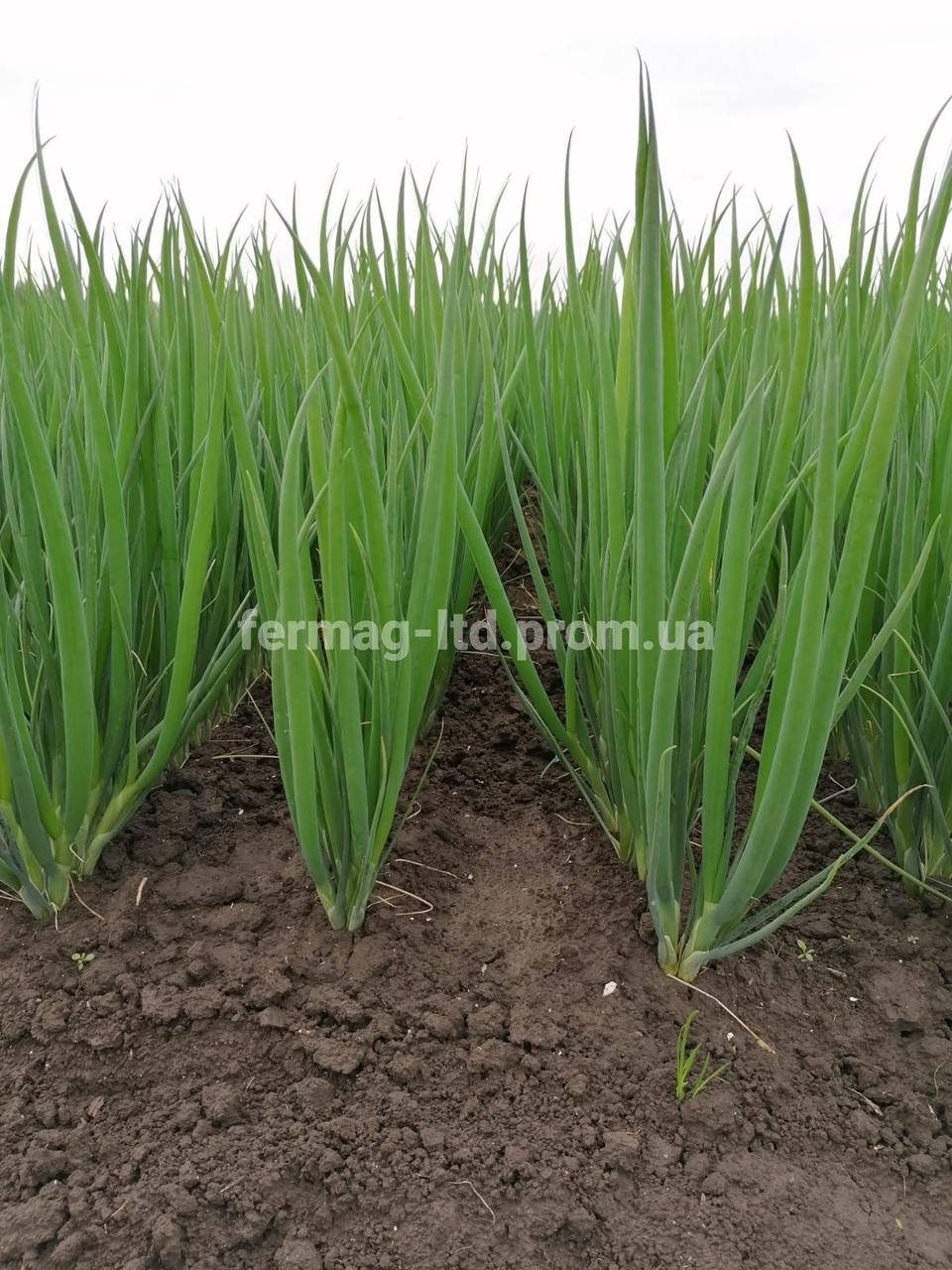 

Грин лайн семена лука на перо (10 000 семян) Agri Saaten