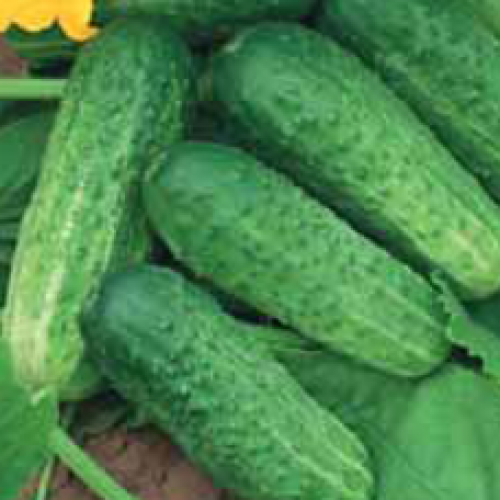 

Огурец “Родничок F1”, весовой, 10г