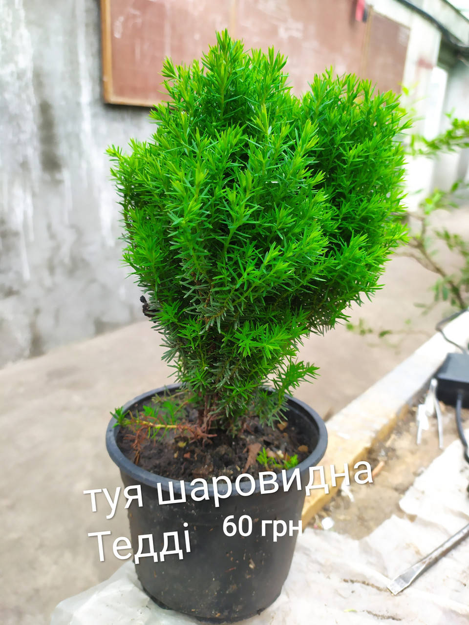 

Тедді, Вересковидна, Золотиста пірамідальна, Скайрокет, Смарагд...