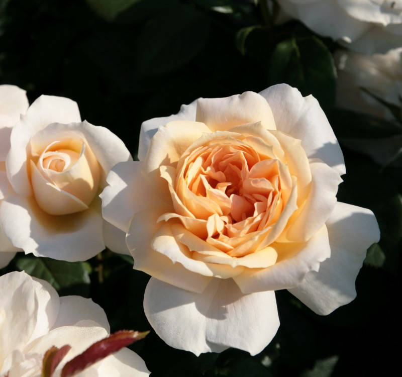 

Роза Лионс (Lions Rose)
