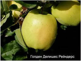 

Яблоня Голдан Рейнджерс