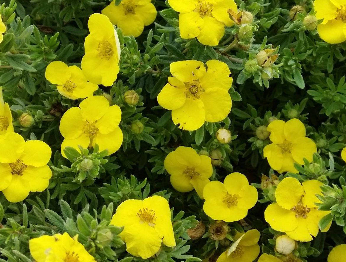 

Лапчатка кустарниковая Кобольд, Р9 / Potentilla fruticosa Kobold