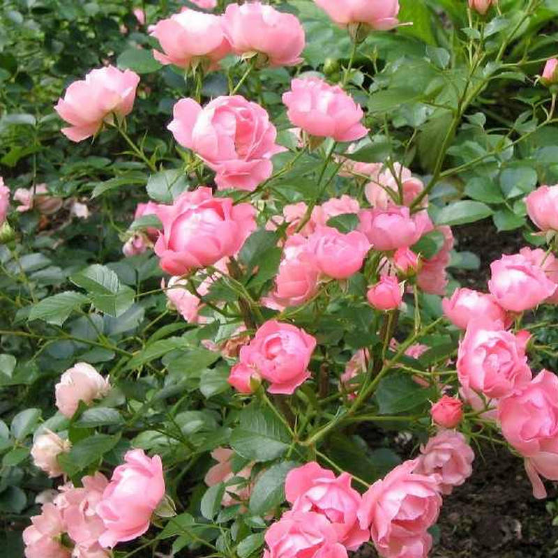 

Зоммервинд (Sommerwind)