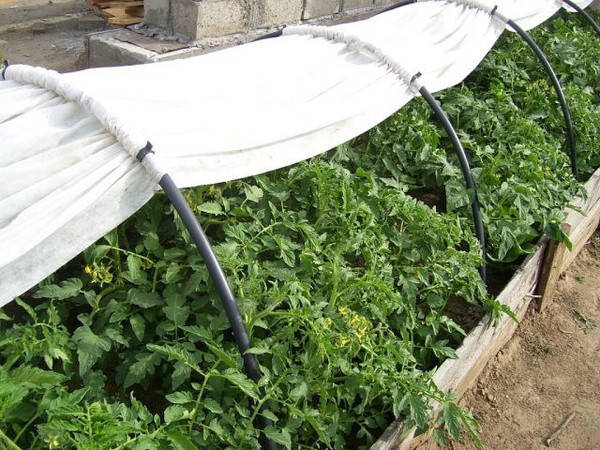 

Парник 5 м из агроволокна AGREEN «СУФ 42», Белый