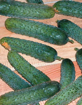 

Семена Огурец самоопыляющийся Меренга F1, 250 семян Seminis