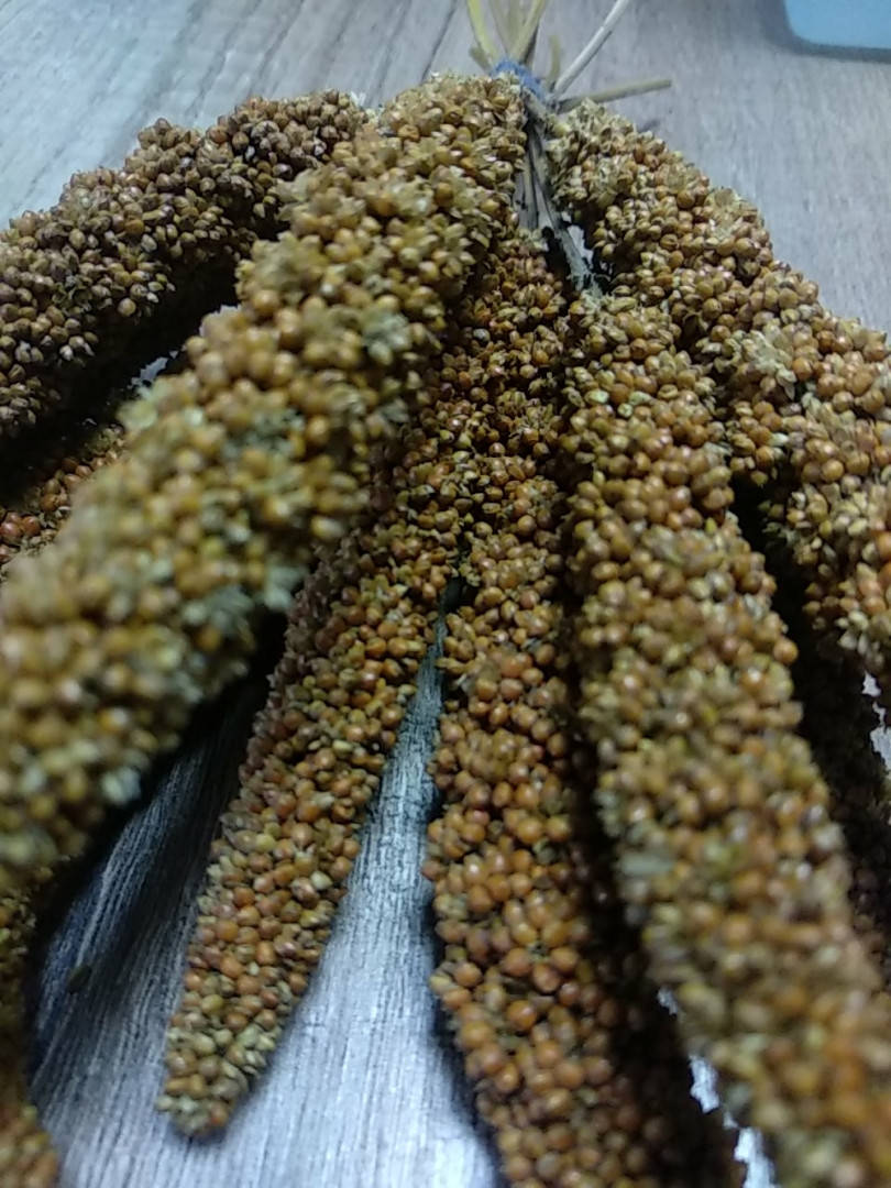 

Лакомство для папуг ЧУМЫЗА