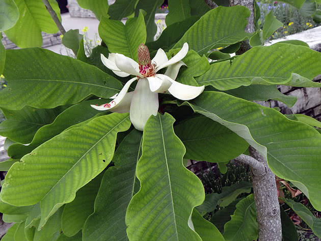 

Магнолия лекарственная (Magnolia officinalis)