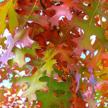 

Дуб красный - саженцы в контейнере