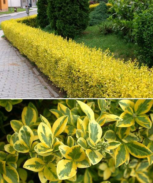 

Бирючина овальнолистная Ауреум / С3 / Ligustrum Aureum