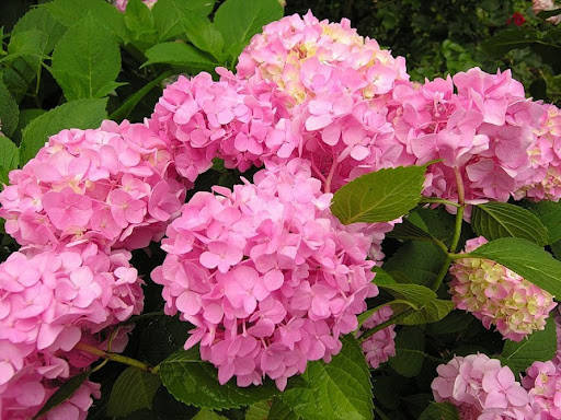 

Гортензия Bailmer (Балмер) 4 річна Крупнолистная / Гортензія Балмер Bailmer