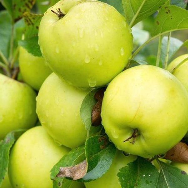 

Саженцы яблони «Антоновка» - 1-летний