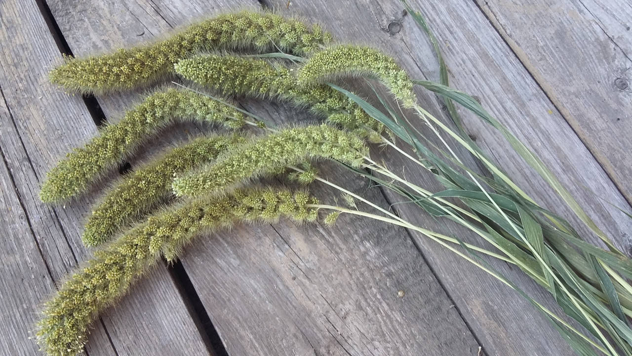 

Сетария щетинник или лисохвост натуральный сухоцвет 12 шт\уп