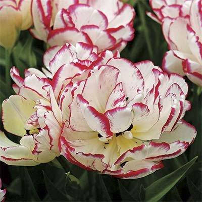 

Тюльпан Belicia (луковицы) 3 шт