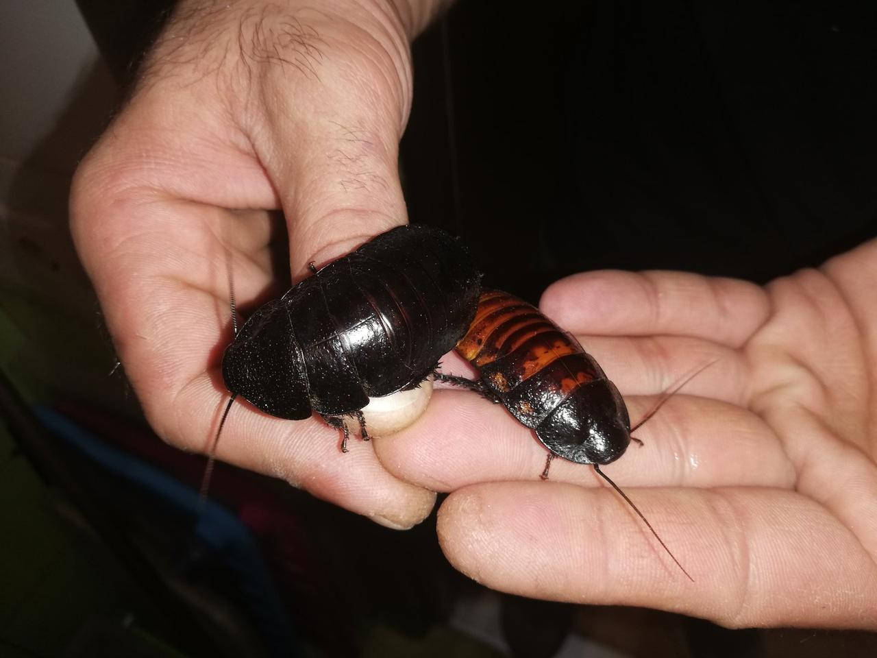 

Мадагаскарский шипящий таракан. Gromphadorhina portentosa.