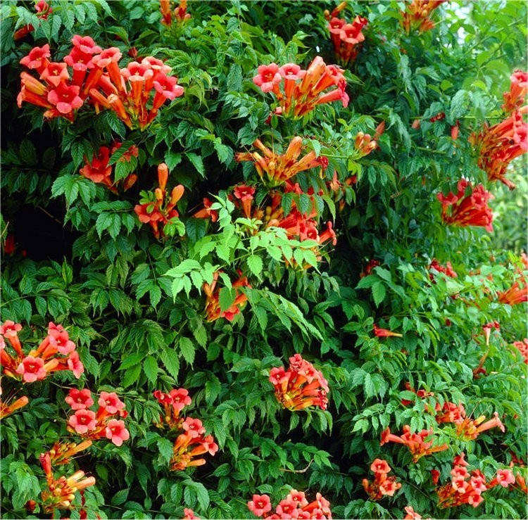 

Кампсис (текома) Фламенко