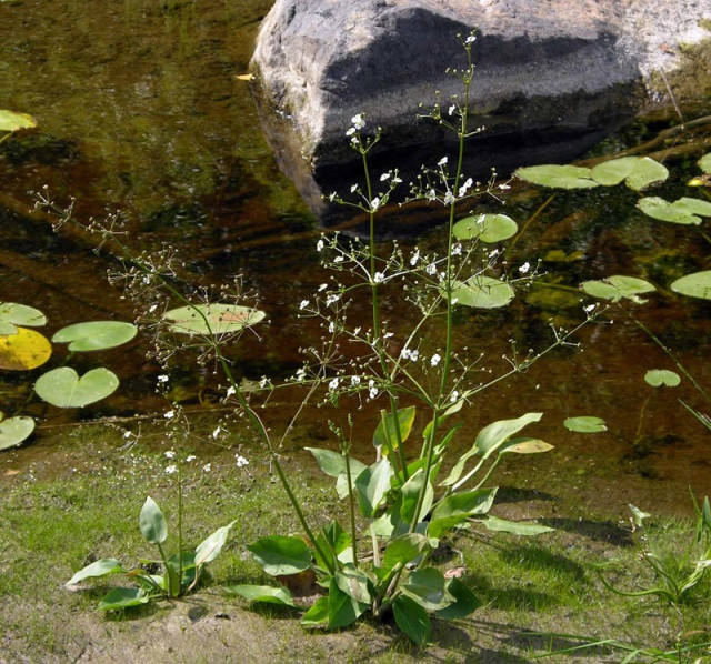 

Частуха подорожниковая (Alisma plantago-aquatica)