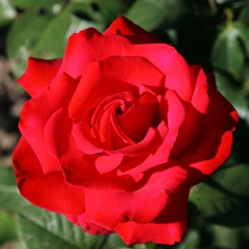 

Гранд Аморе (Grande Amore)
