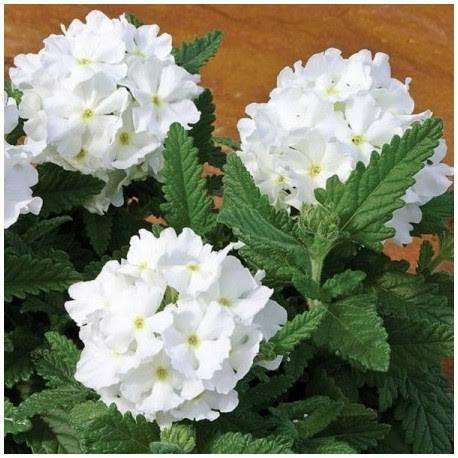 

Семена цветов Вербена гибридная Тускани F1 Вайт белая 10 шт Syngenta, Белый