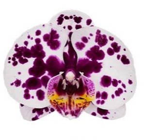 

Орхидея Phal. Rainy Day цветок 8 cm. подросток 1.7 торф